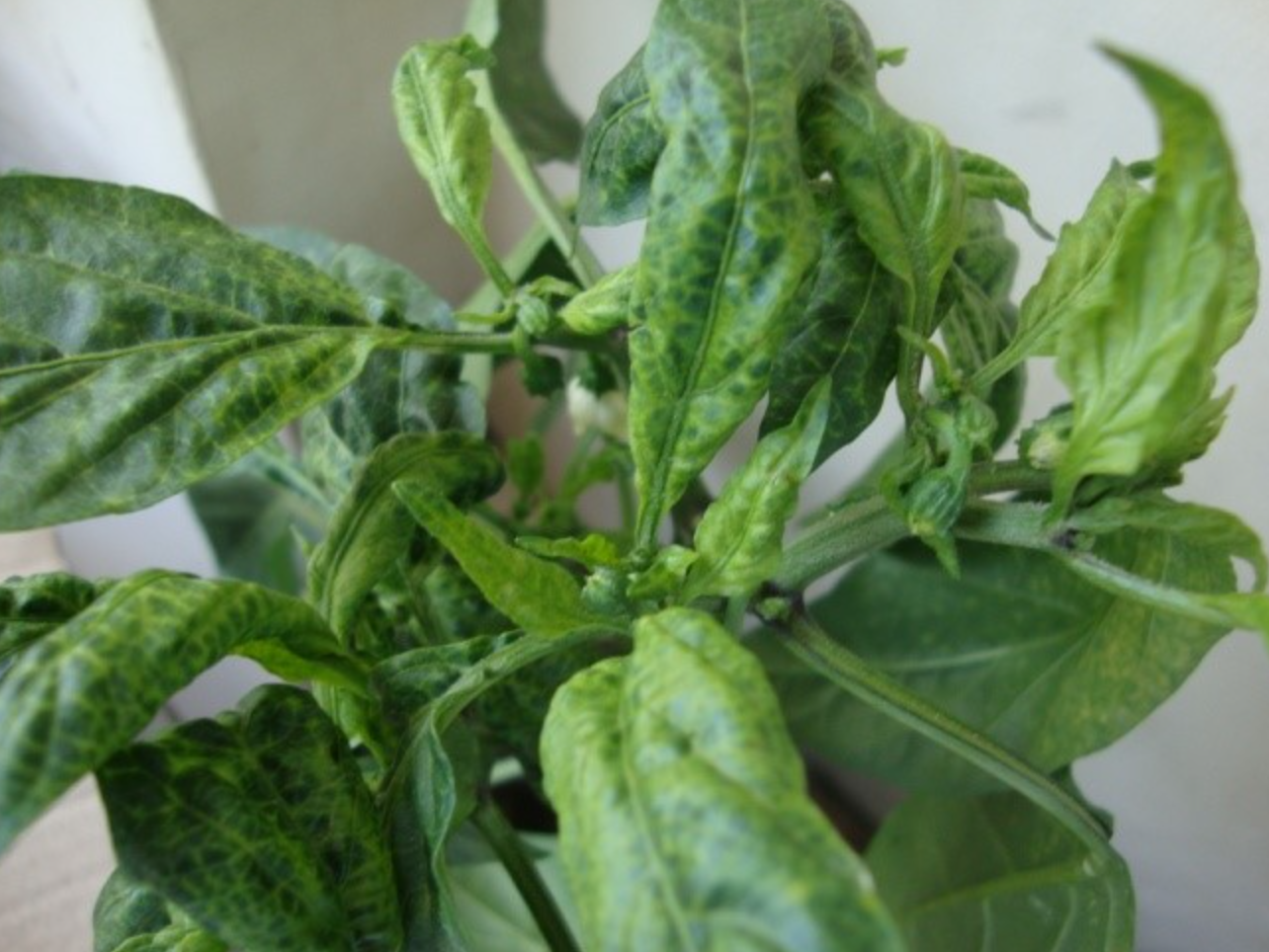 Daun