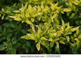 Daun