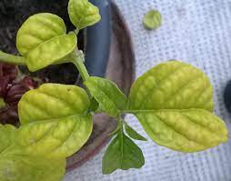 Daun