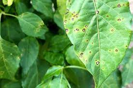 Daun