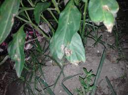 Daun